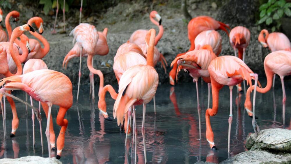 Flamingos vogelkijk vakantie