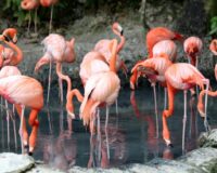 Flamingos vogelkijk vakantie